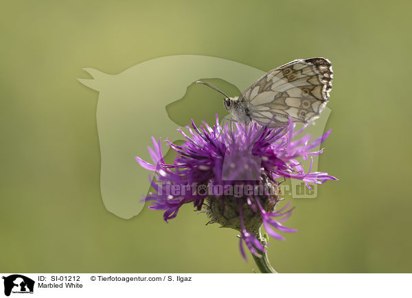 Marbled White / SI-01212