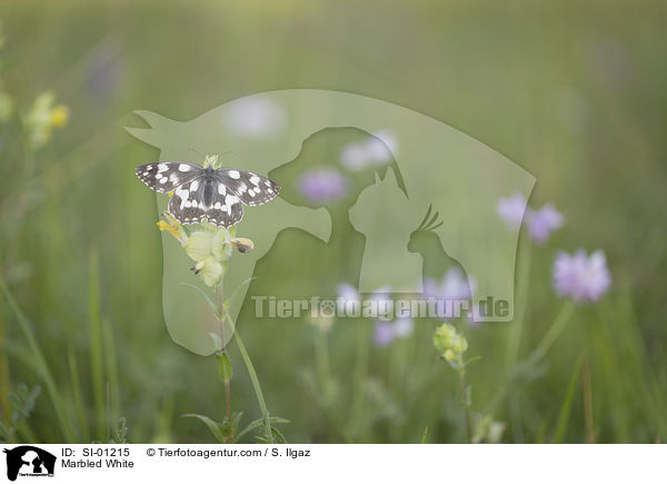 Marbled White / SI-01215