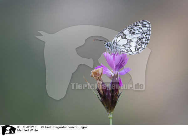 Marbled White / SI-01216