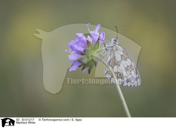 Marbled White / SI-01217
