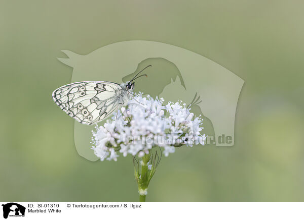 Marbled White / SI-01310