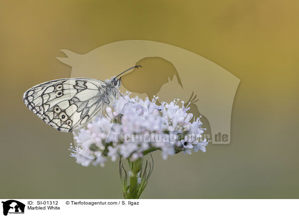Marbled White / SI-01312