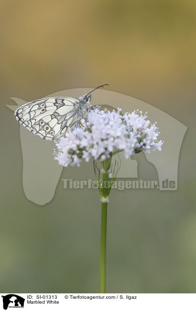 Marbled White / SI-01313