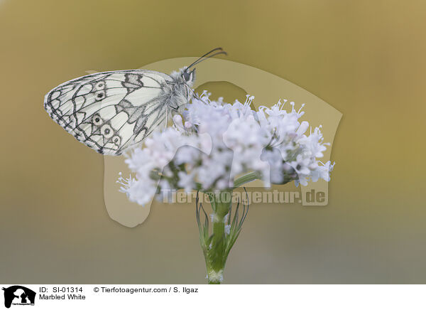 Marbled White / SI-01314