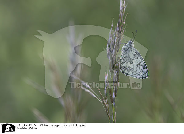 Marbled White / SI-01315