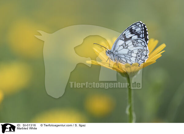 Marbled White / SI-01316