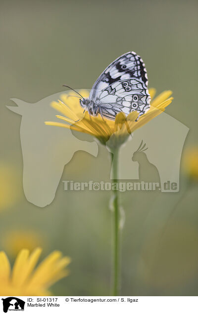Marbled White / SI-01317