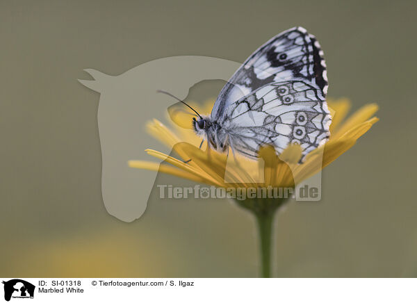 Marbled White / SI-01318