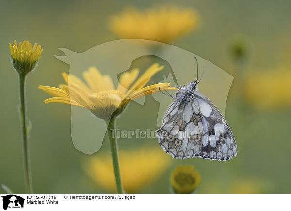 Marbled White / SI-01319