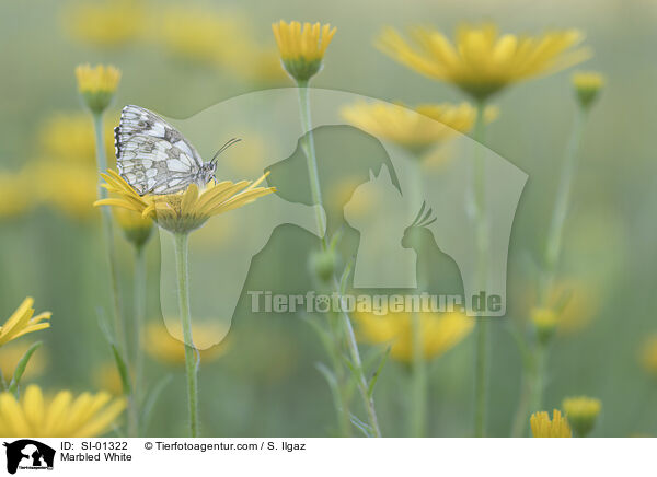 Marbled White / SI-01322