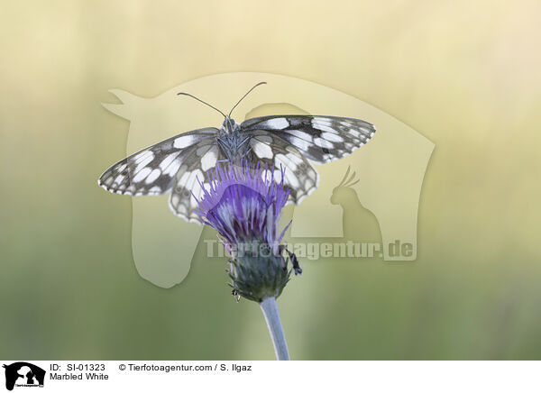Marbled White / SI-01323