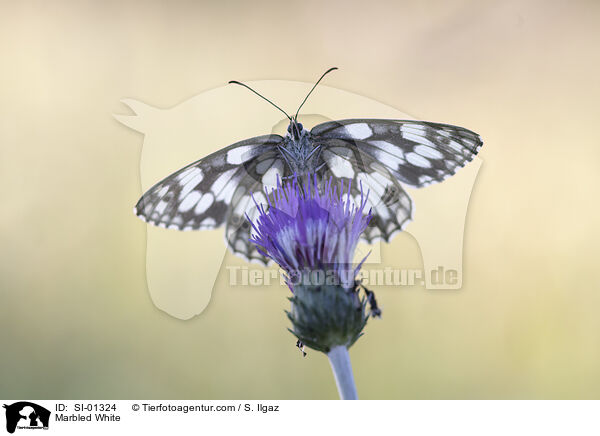 Marbled White / SI-01324