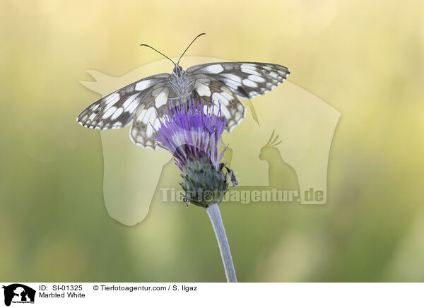Marbled White / SI-01325