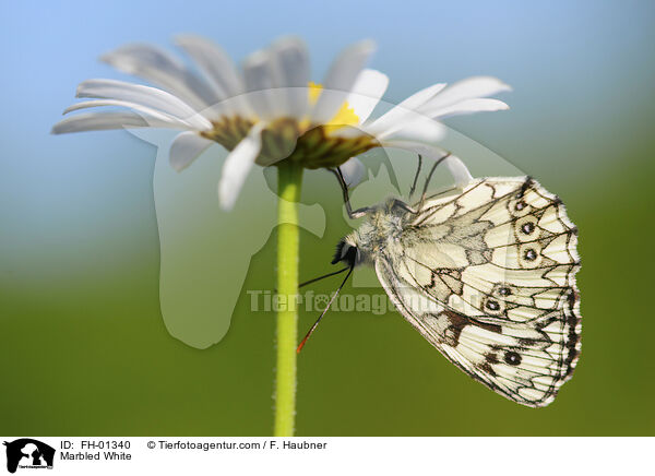 Marbled White / FH-01340