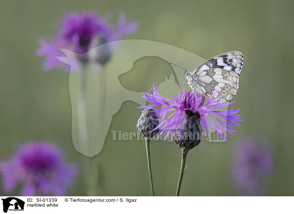marbled white / SI-01339