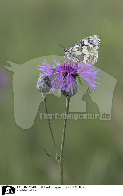 marbled white / SI-01340