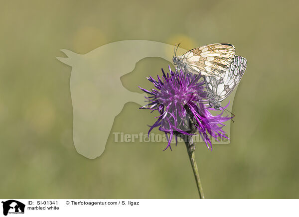 marbled white / SI-01341