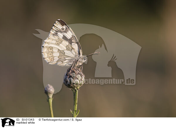 marbled white / SI-01343