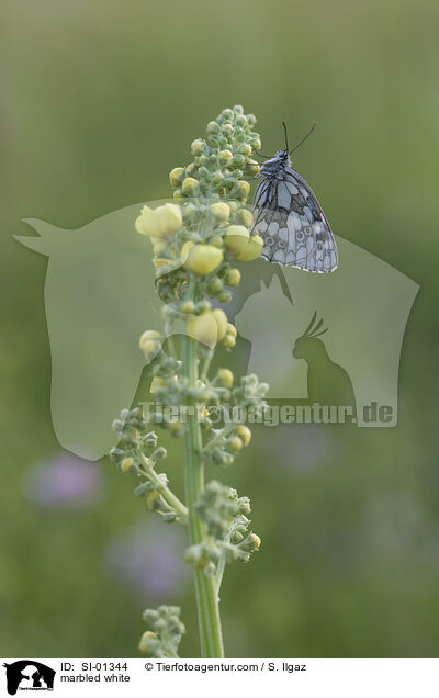 marbled white / SI-01344