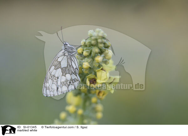 marbled white / SI-01345