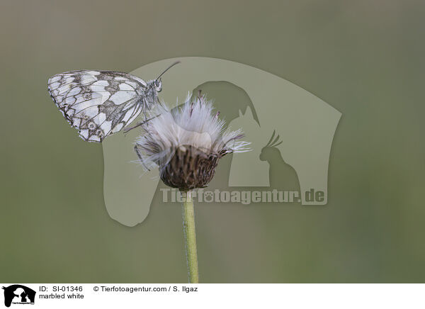 marbled white / SI-01346