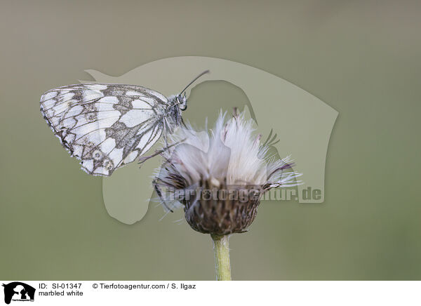 marbled white / SI-01347