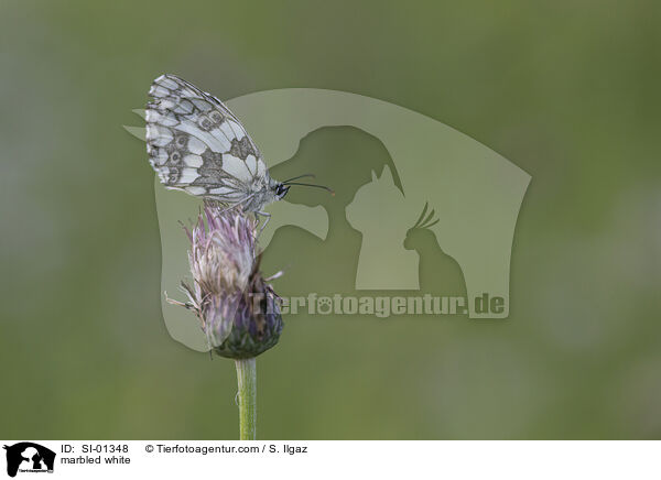 marbled white / SI-01348