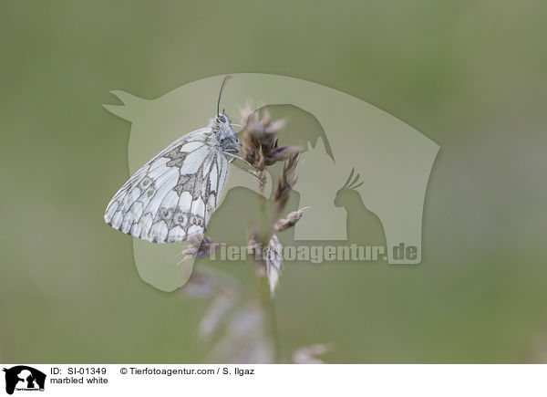 marbled white / SI-01349