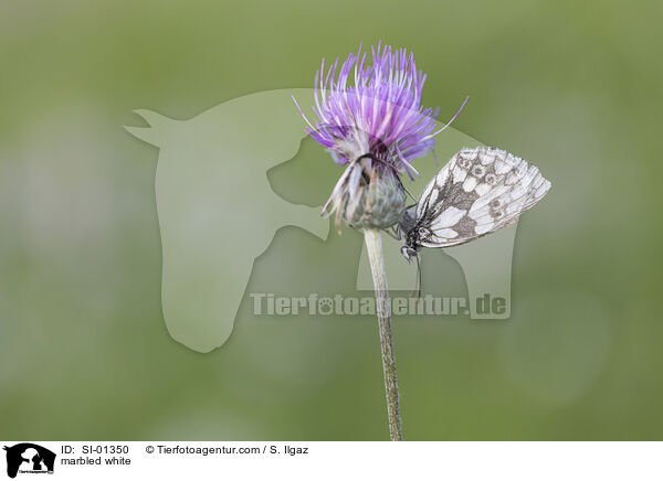 marbled white / SI-01350