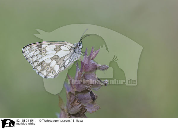 marbled white / SI-01351