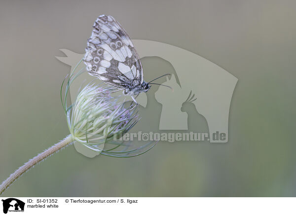 marbled white / SI-01352