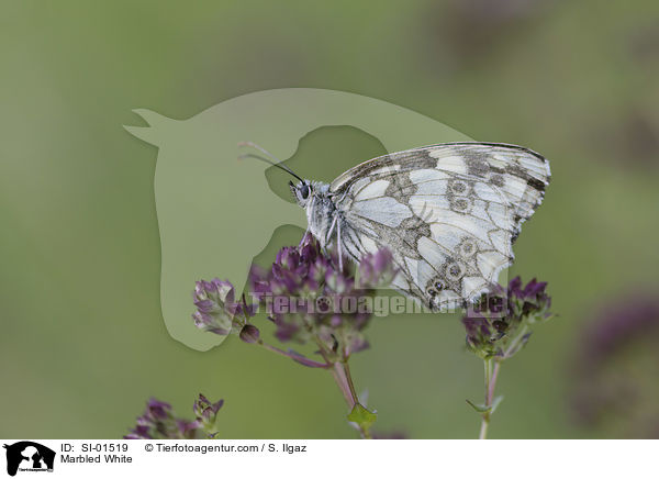 Marbled White / SI-01519