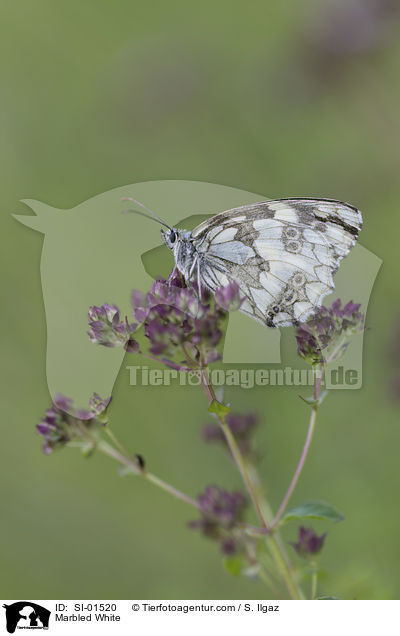 Marbled White / SI-01520