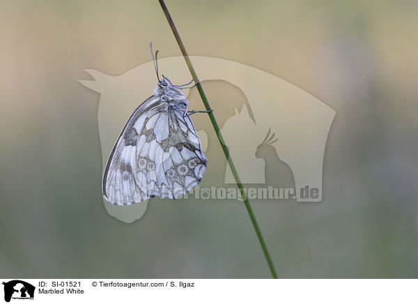 Marbled White / SI-01521