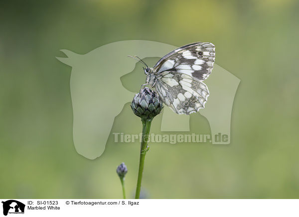 Marbled White / SI-01523