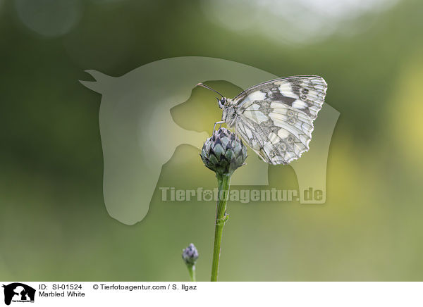 Marbled White / SI-01524
