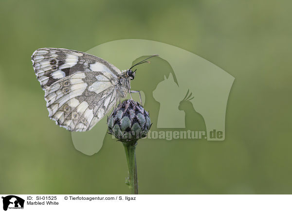 Marbled White / SI-01525