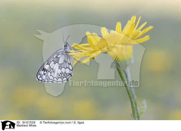 Marbled White / SI-01529