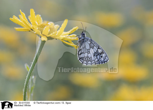 Marbled White / SI-01530