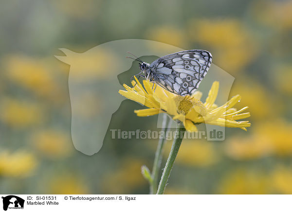 Marbled White / SI-01531