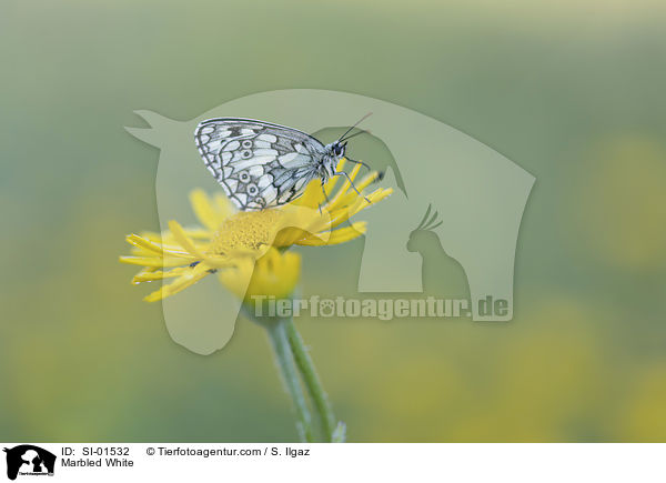 Marbled White / SI-01532