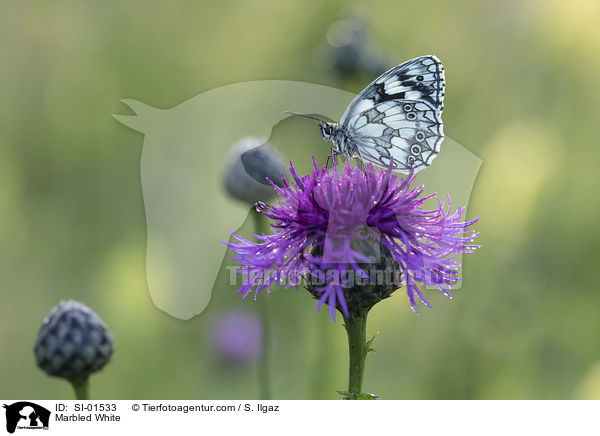 Marbled White / SI-01533