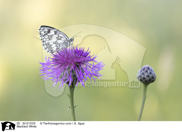 Marbled White / SI-01535