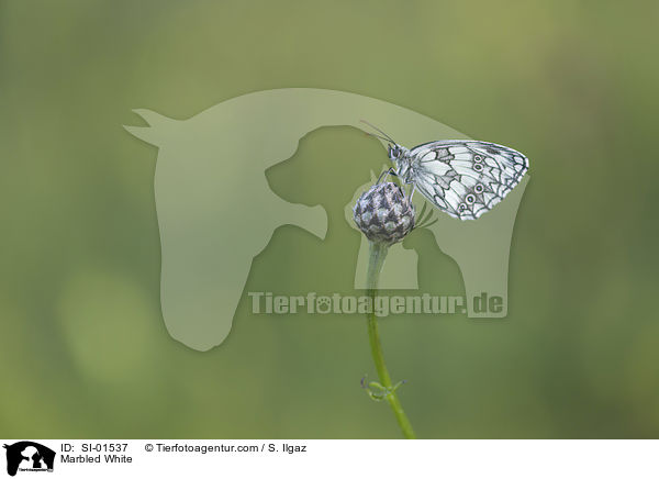 Marbled White / SI-01537