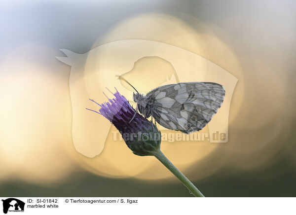 marbled white / SI-01842