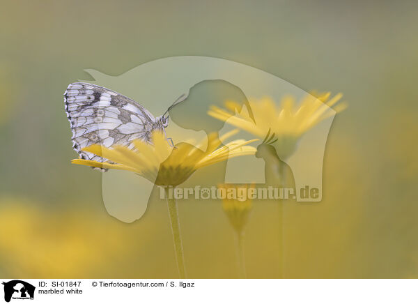 marbled white / SI-01847