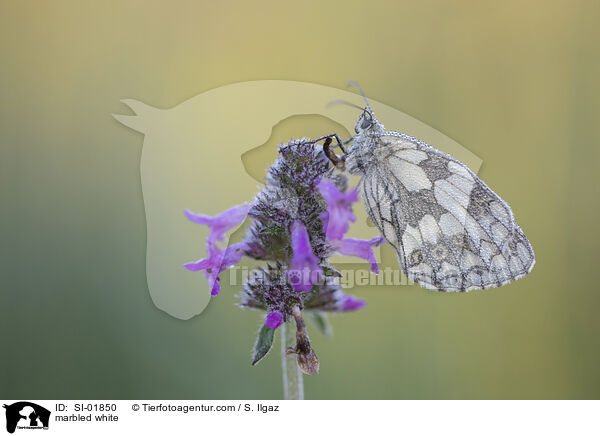 marbled white / SI-01850