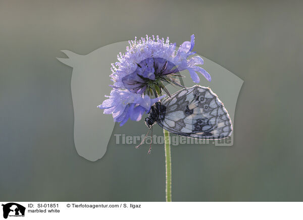 marbled white / SI-01851