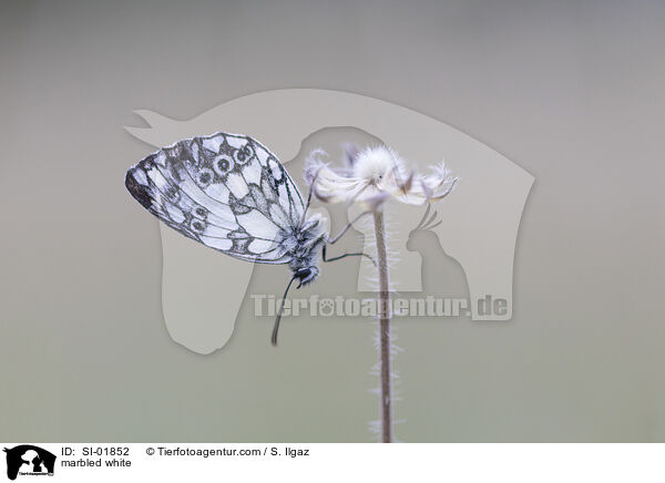 marbled white / SI-01852