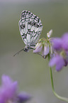 Marbled White